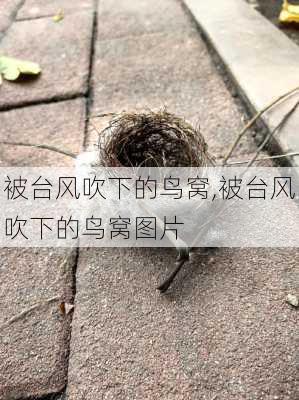 被台风吹下的鸟窝,被台风吹下的鸟窝图片